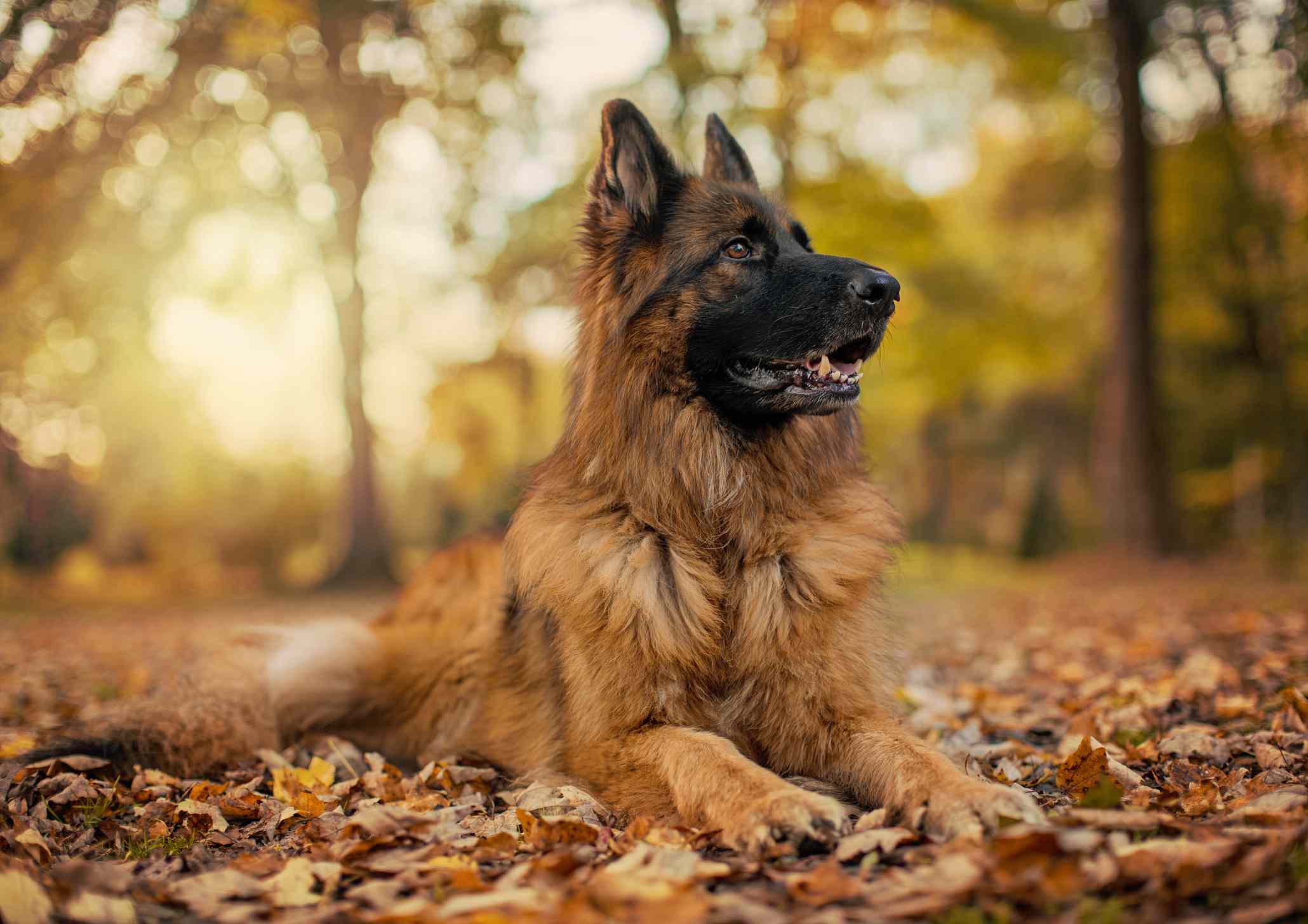 一只德国牧羊犬躺在落叶中