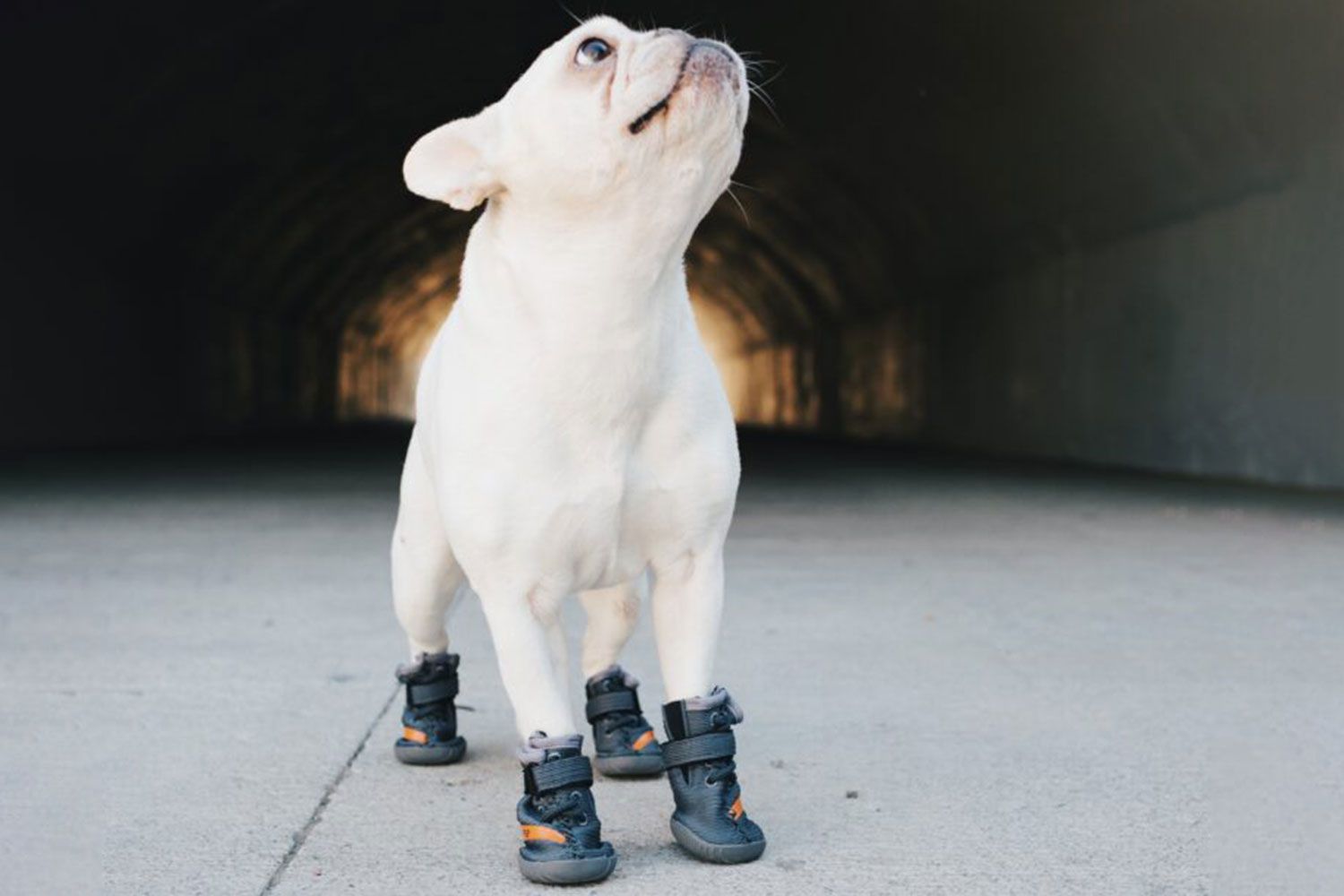 BELUGA 544 DOG SHOES