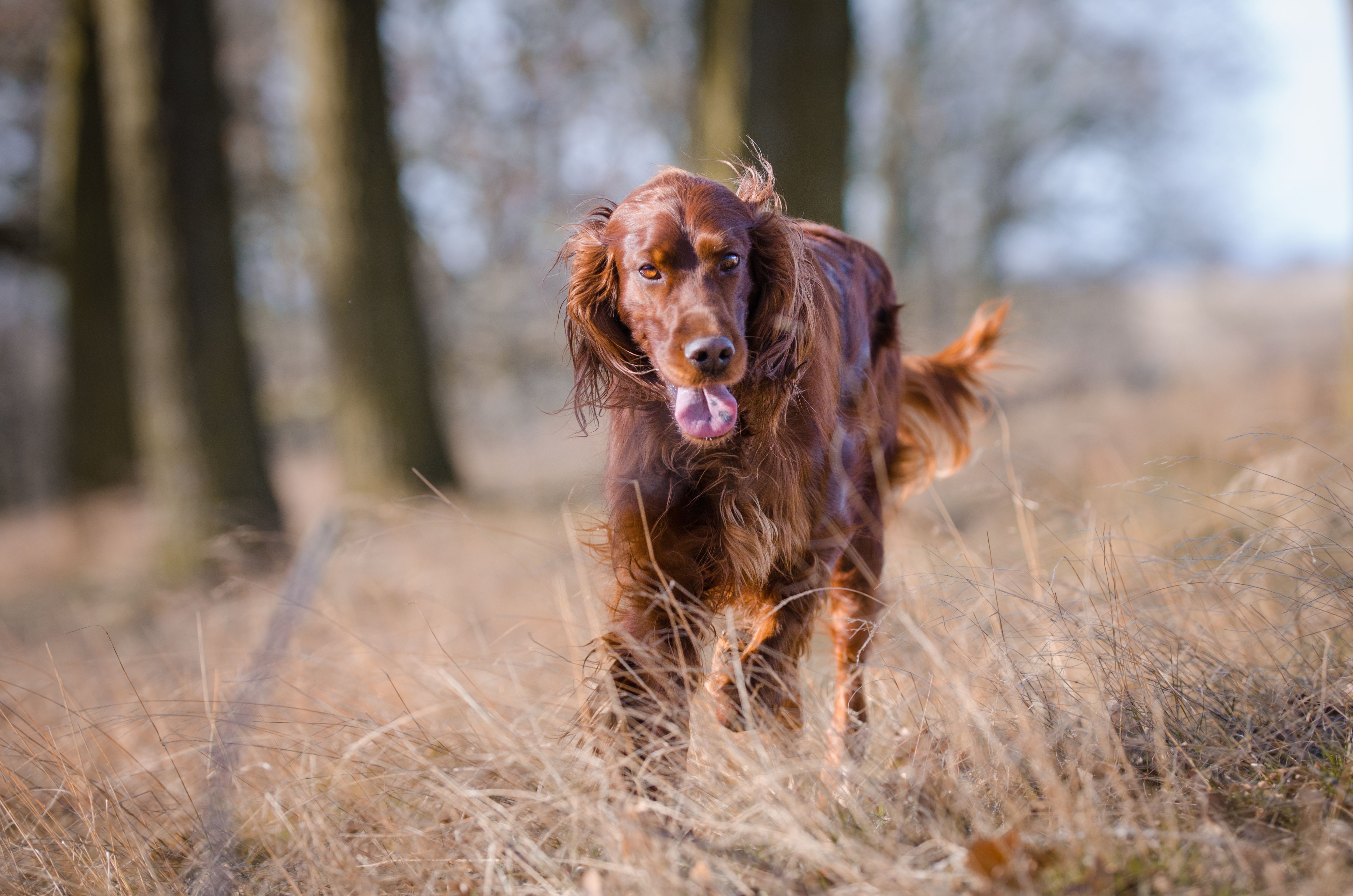 irish setter walks in tall grass near trees