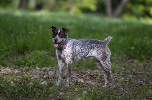 a female texas heeler dog stands in grass near some trees