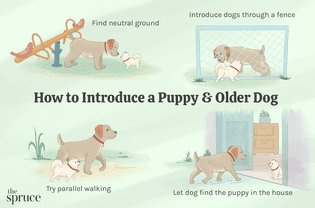 how to introduce a puppy and older dog