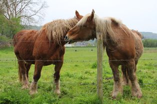 牧场上的两匹Percheron马