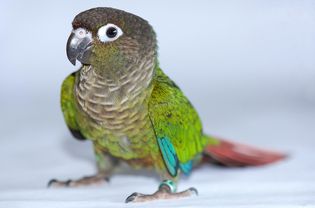 Green cheek conure bird standing.