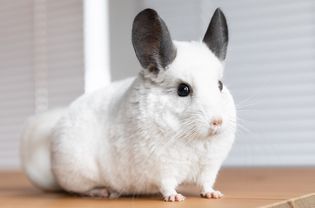 White chinchilla with gray rabbit-like ears standing on wood surface