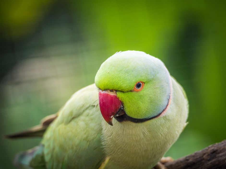 Ringneck长尾小鹦鹉