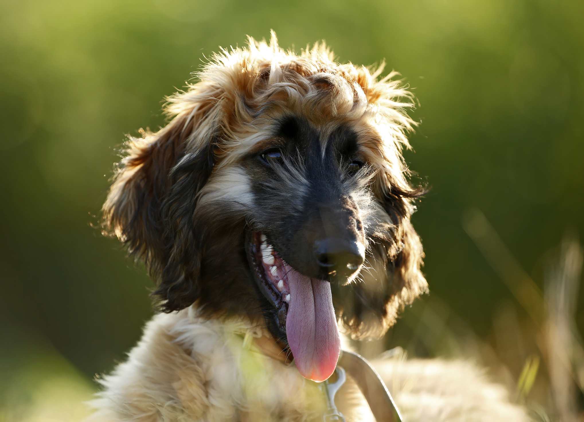 阿富汗猎犬小狗