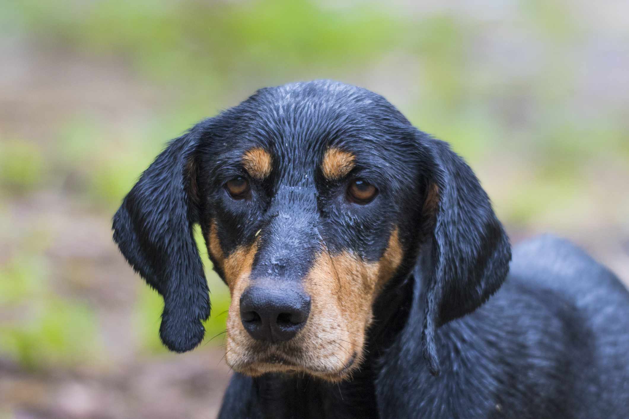 特兰西瓦尼亚猎犬(Erdelyi Kopó)