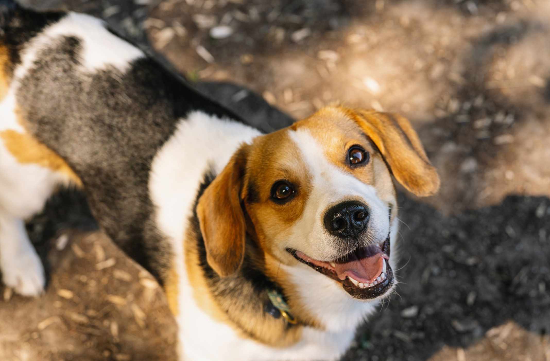 一只微笑着向上看的小猎犬