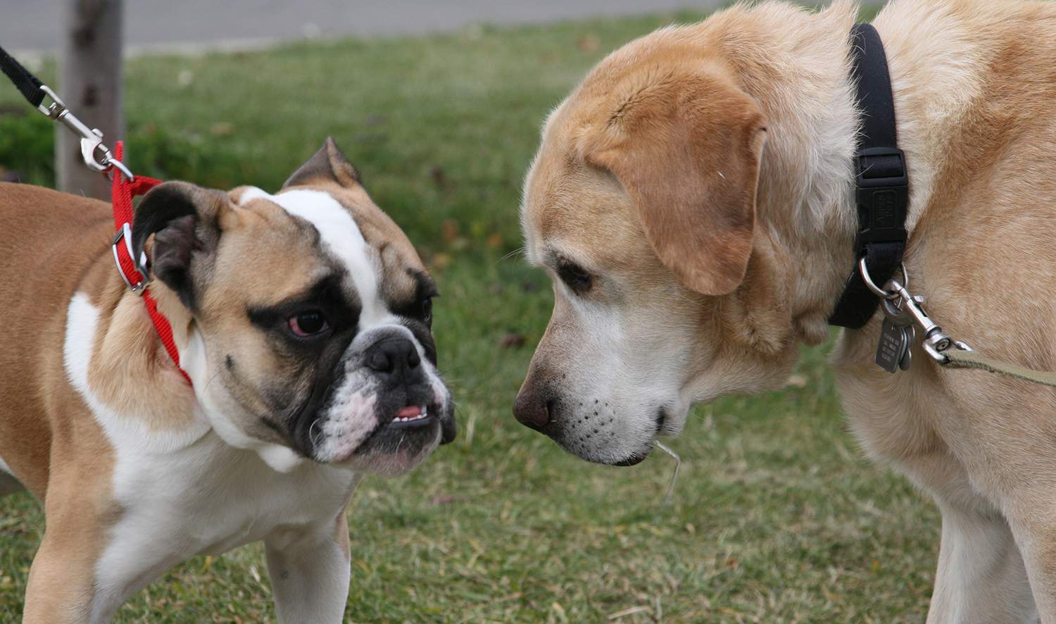 Leashed dogs meet