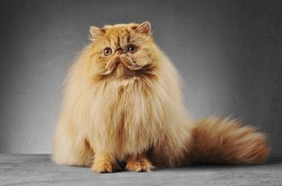 Orange Persian cat