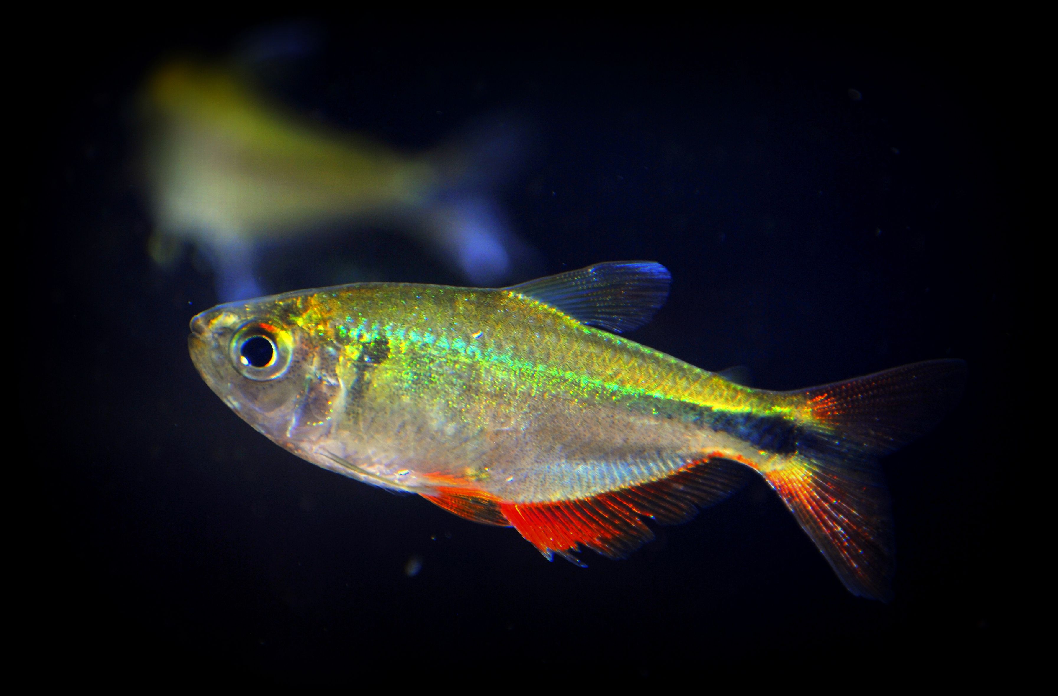 Buenos aires tetra in aquarium