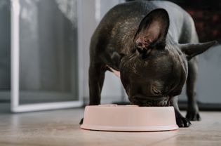 斑纹法国斗牛犬正在吃碗里的食物