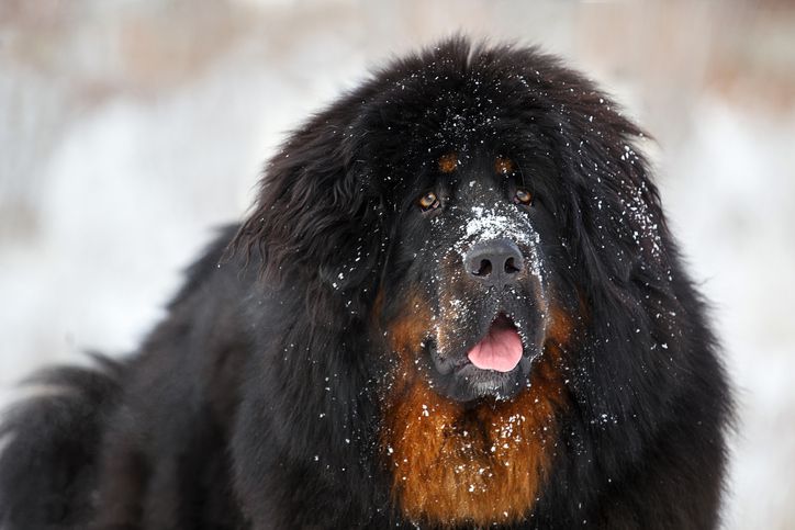 Tibetan mastiff