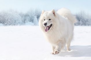 一只萨摩耶在雪地里奔跑