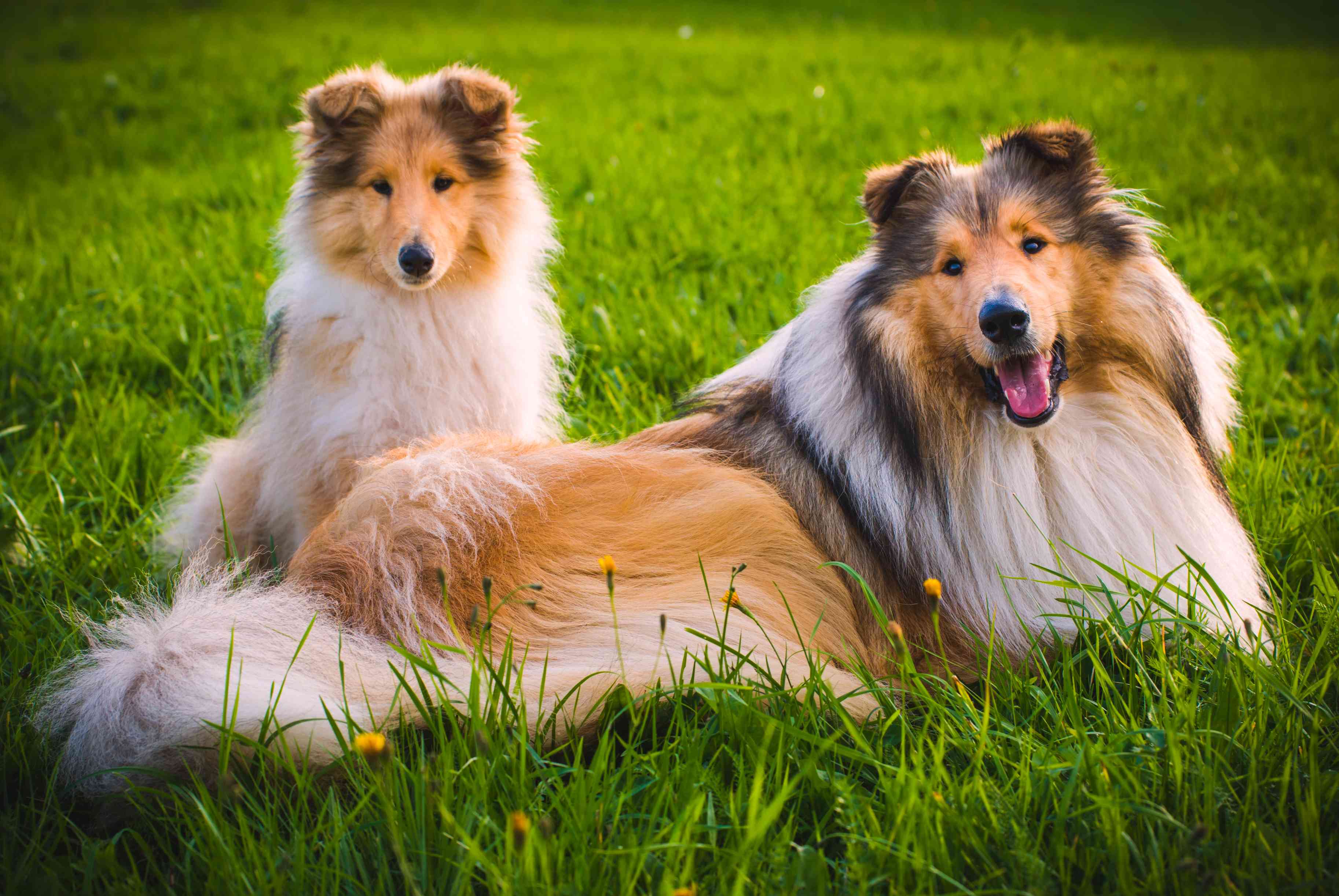 两只粗牧羊犬坐在草地上