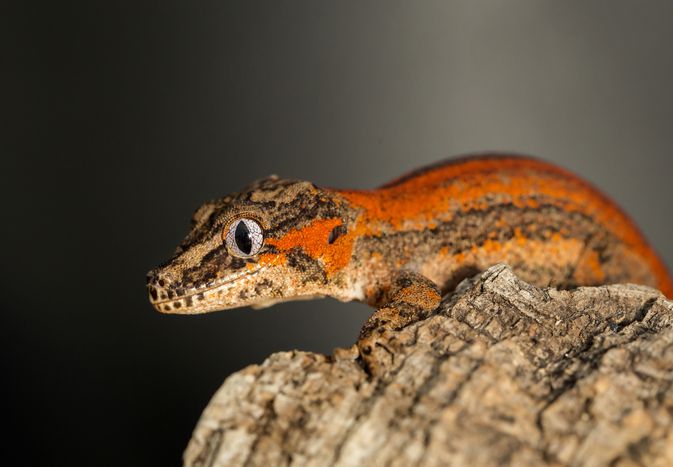 Gargoyle Gecko