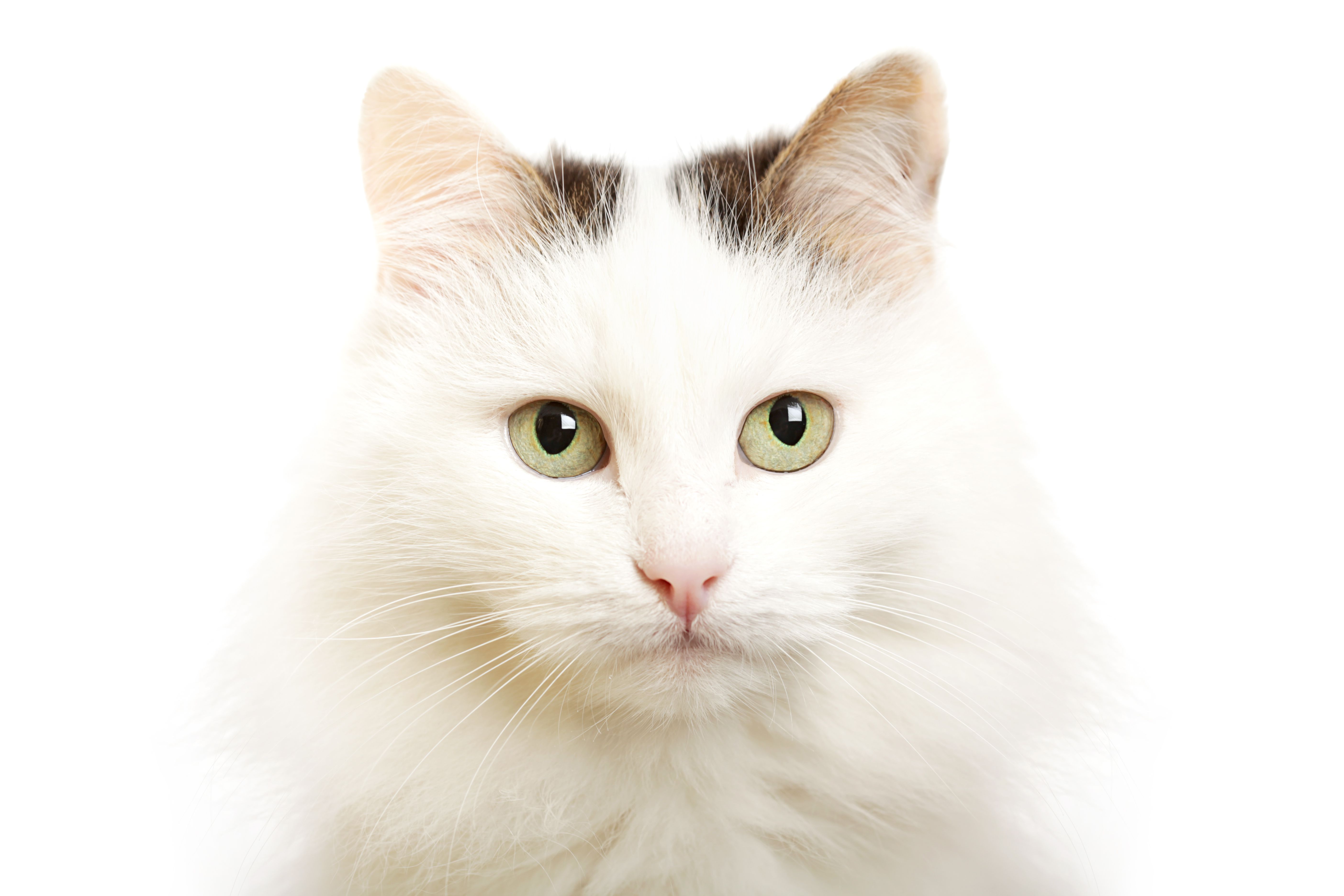 Turkish Van cat