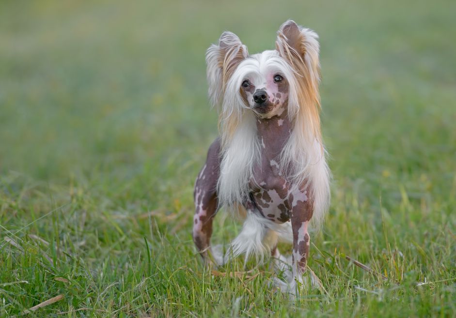 雌性纯种中国冠毛犬