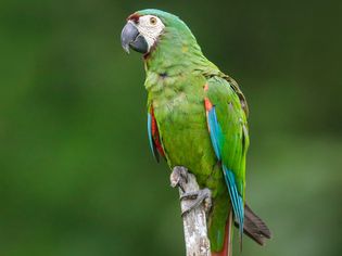 Chestnut-fronted金刚鹦鹉