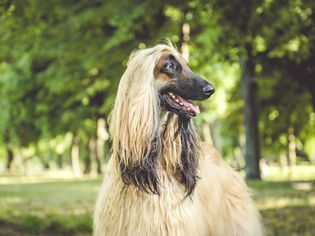 阿富汗猎犬