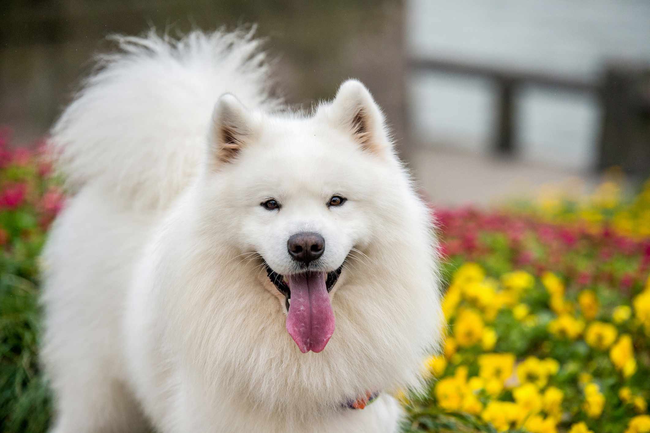 萨摩犬站在花前