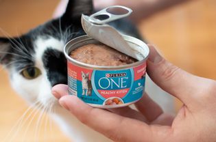 Purina ONE Healthy Kitten Wet Food