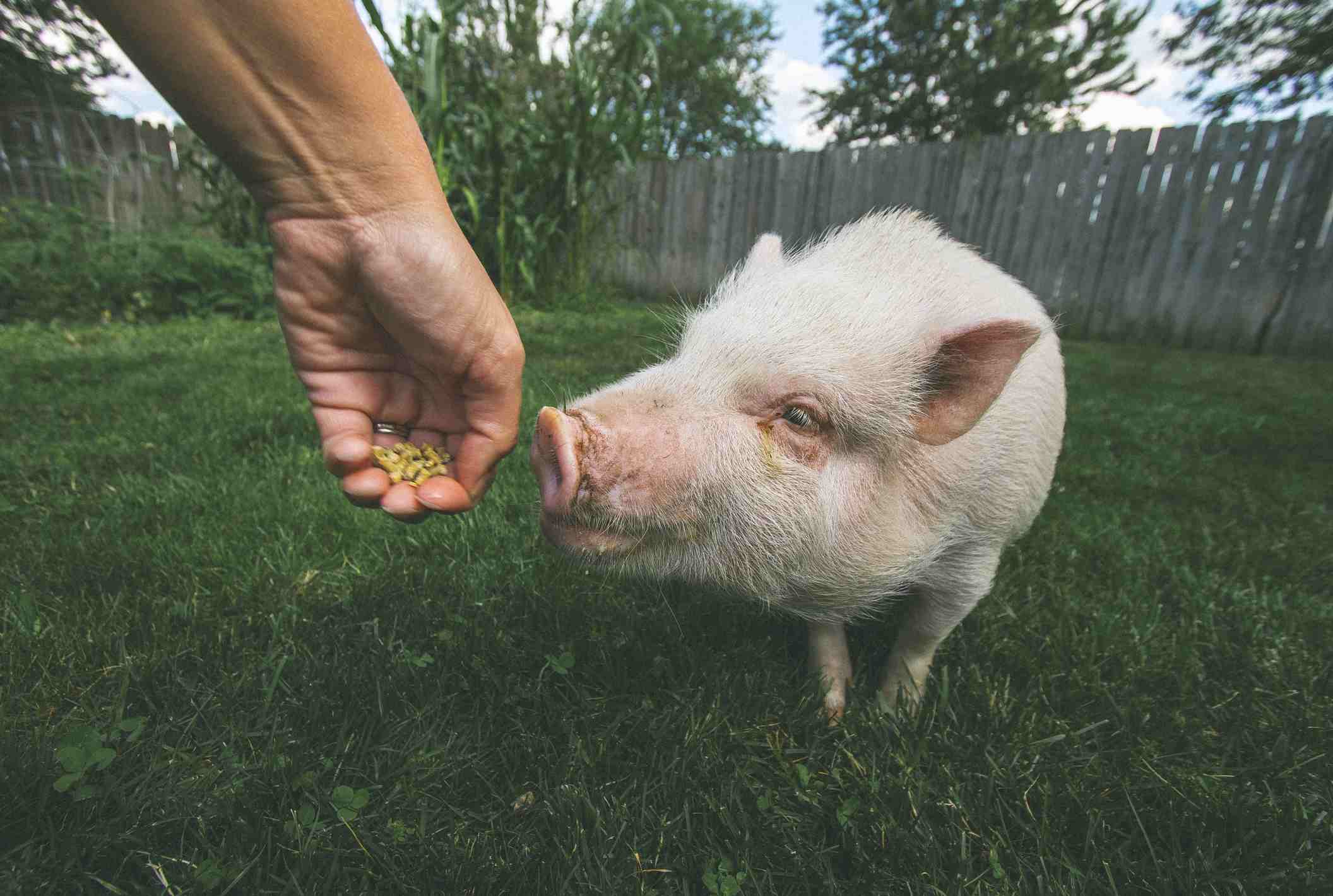 在外面的草地上，猪从一只手里拿食物。