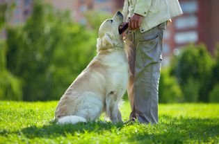 Training with dog