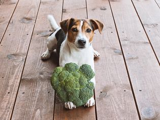 狗和小熊