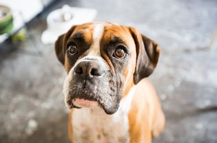 Boxer Dog