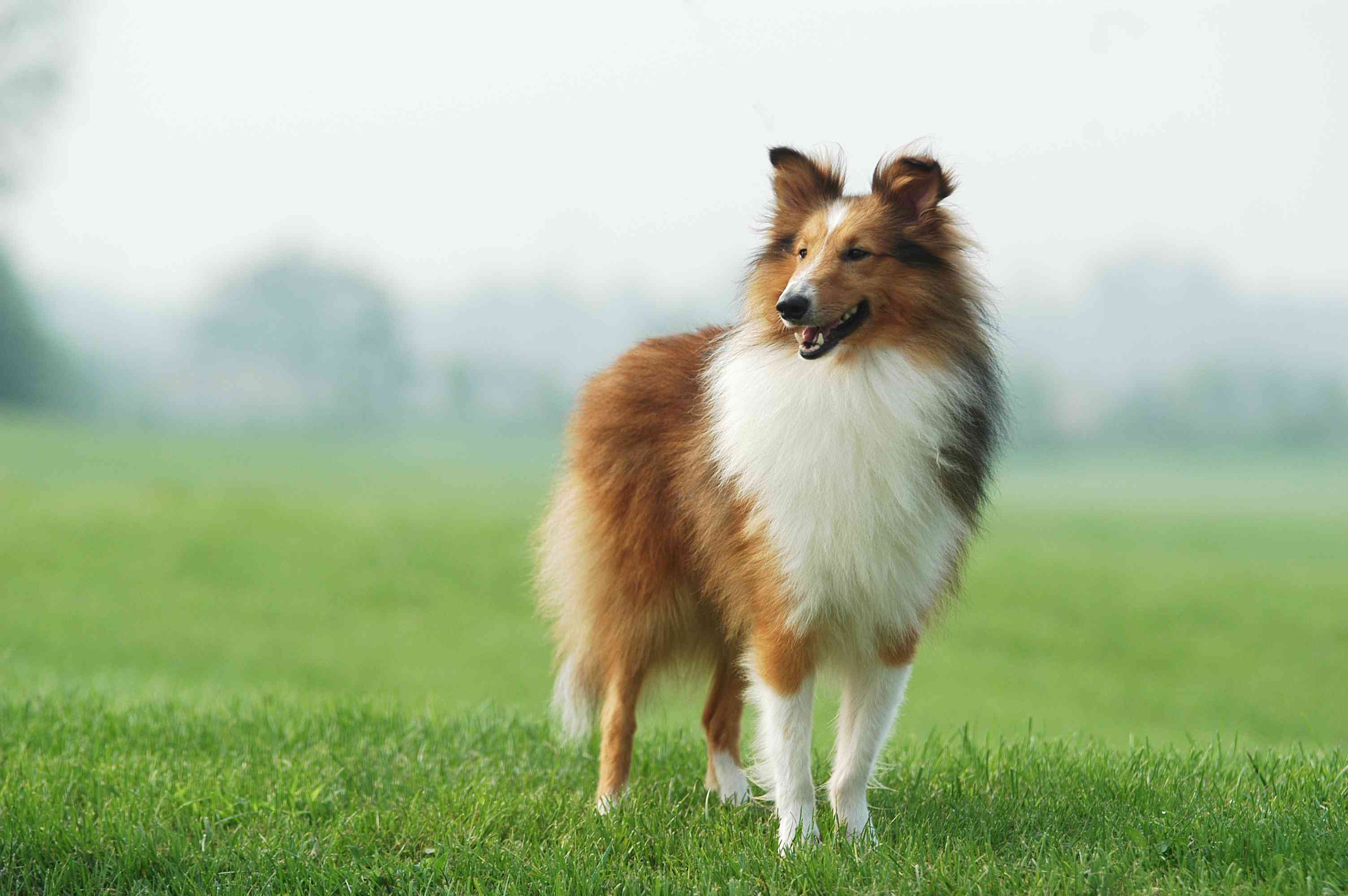 一只长毛牧羊犬站在雾蒙蒙的田野里