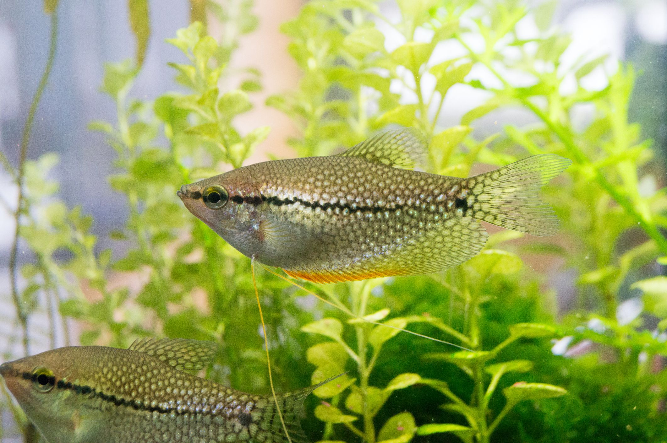 Pearl gourami in planted aquarium tank