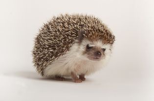 African pygmy hedgehog on white background