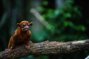 Kinkajou (Potos flavus)坐在树枝上