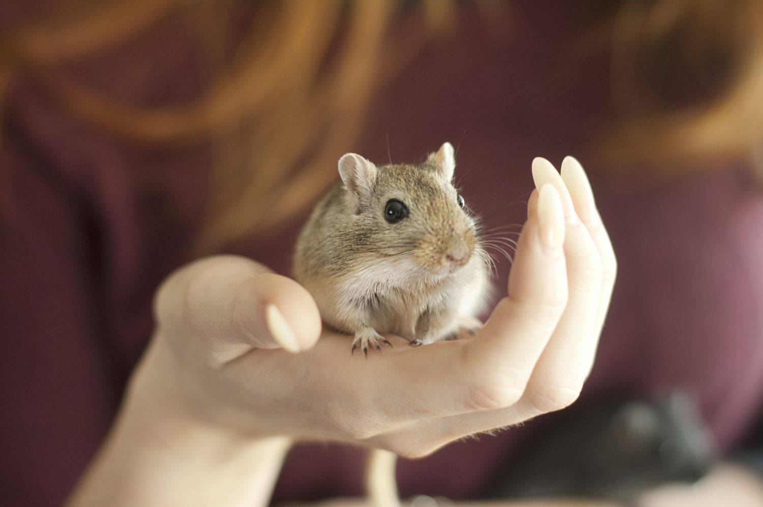 Pet Gerbil in Hand