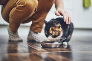 低部分的妇女喂猫在家里-股票照片