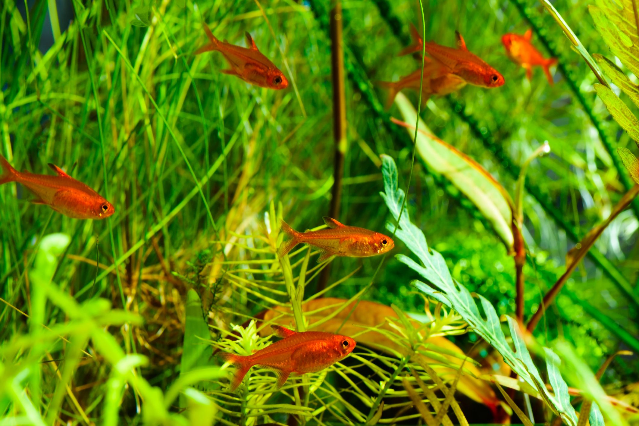 School of Ember Tetras Hyphessobrycon amandae