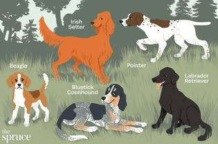 Best hunting dogs illustration