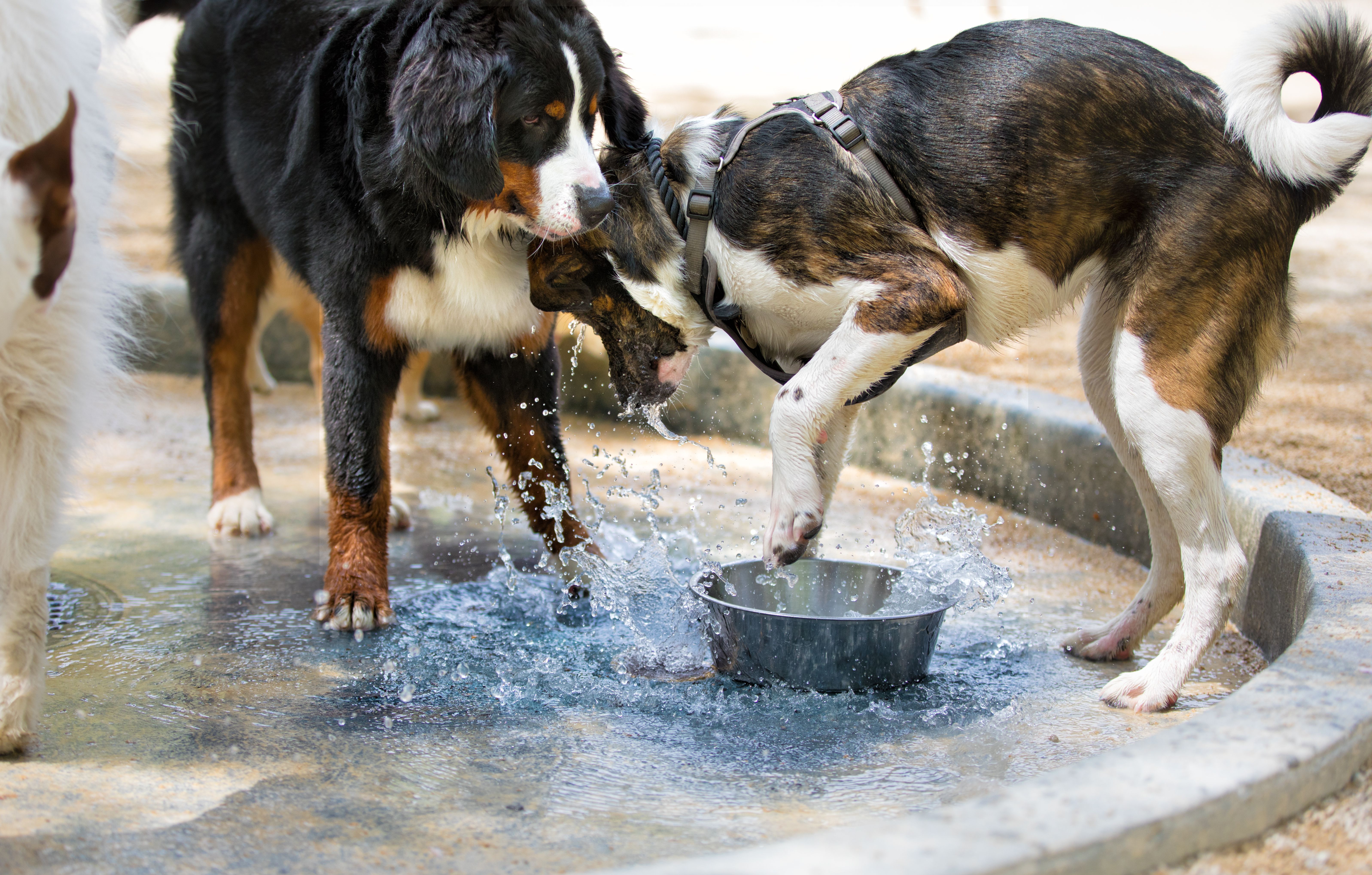 dogs playing with water bowl