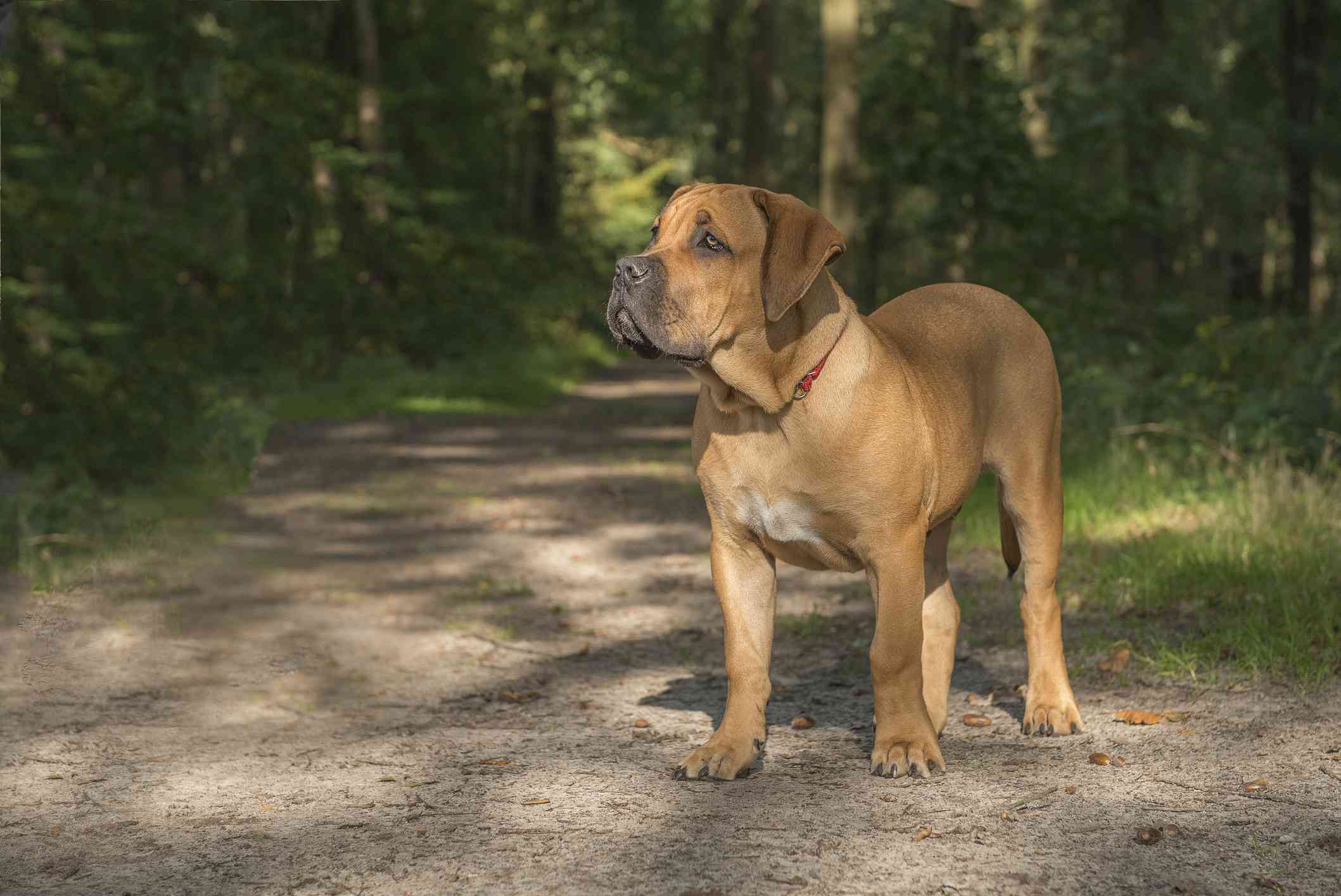 Boerboel站在小路上