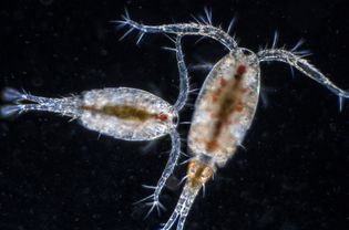 Copepods