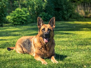 德国牧羊犬在草地上