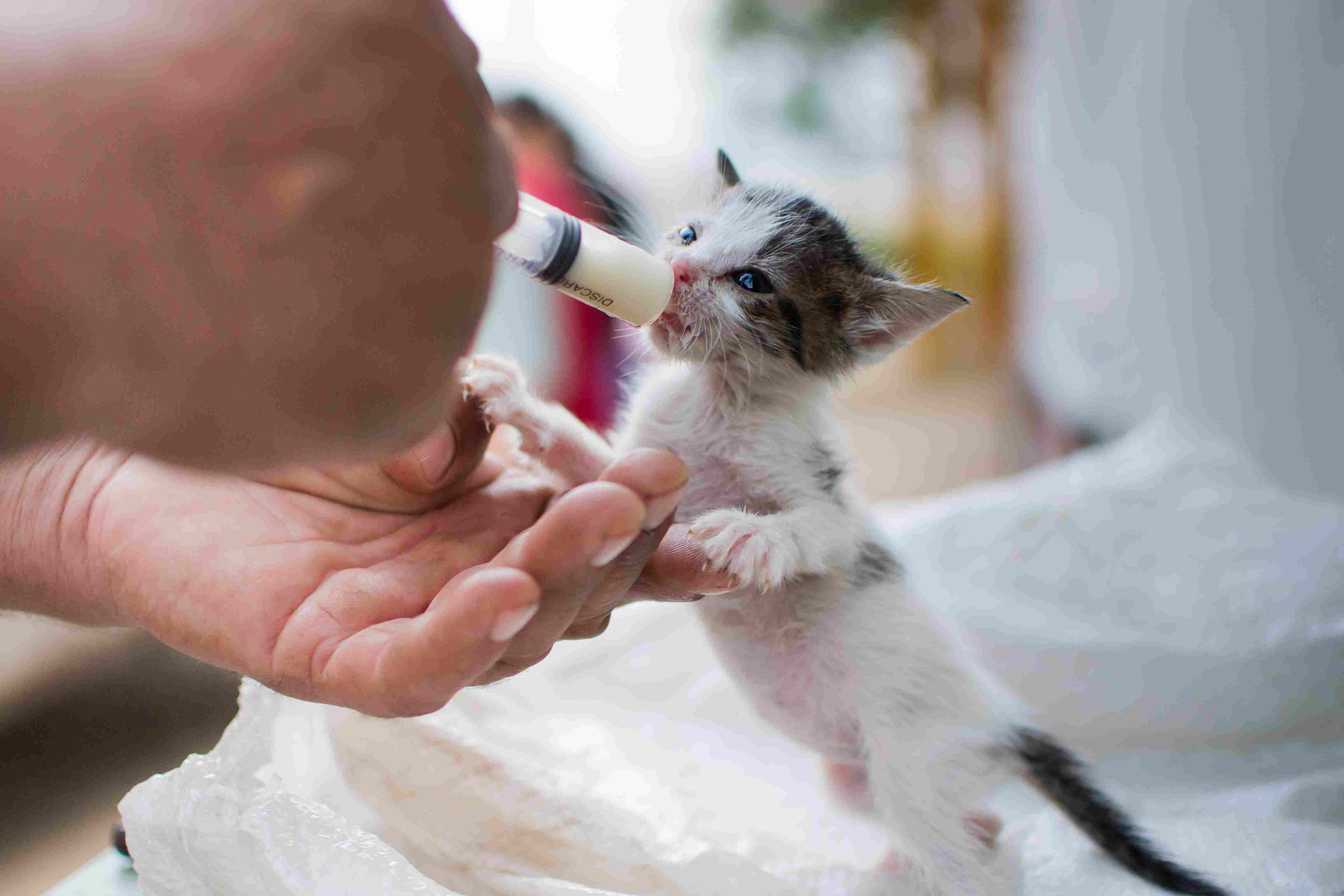 一只手喂小猫的特写