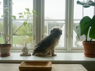 狗狗在室内植物旁看着窗外。