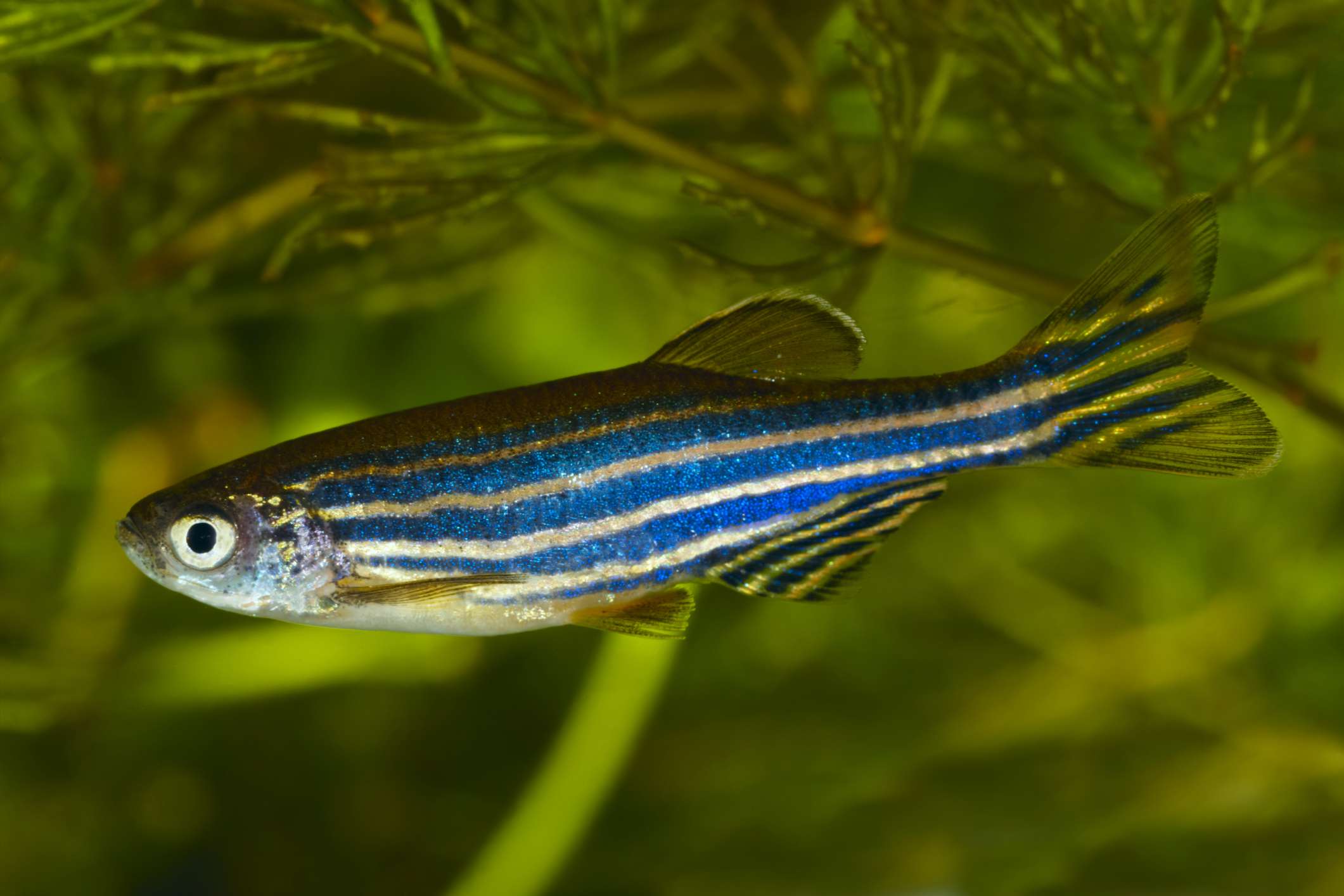 养殖水族馆中的斑马