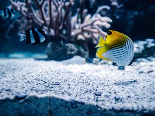 Close-up of fish swimming in aquarium