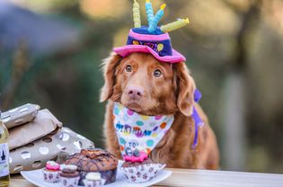 Long-haired brown dog wearing a birthday hat and bib