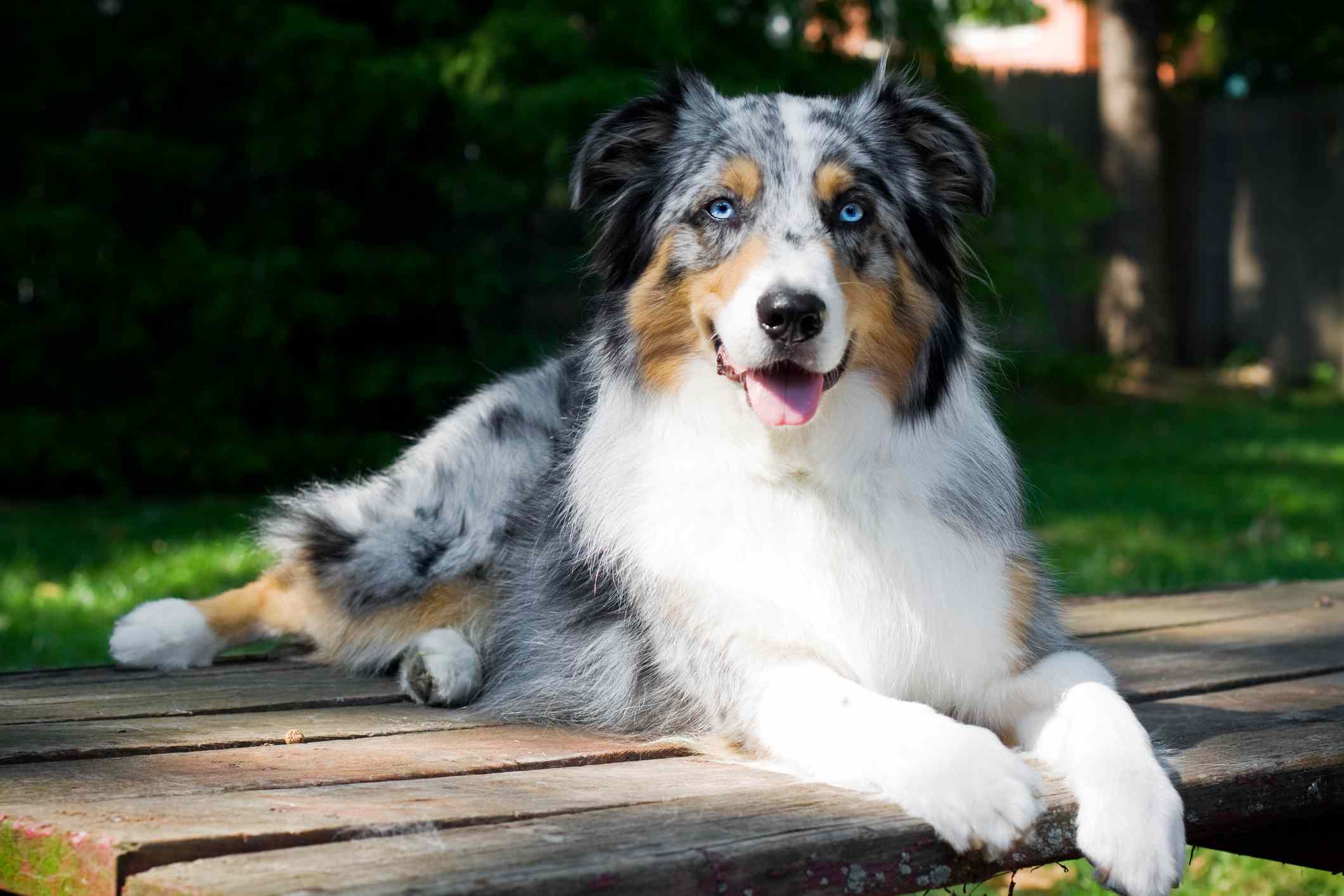 躺在外面的山鸟色澳大利亚牧羊犬