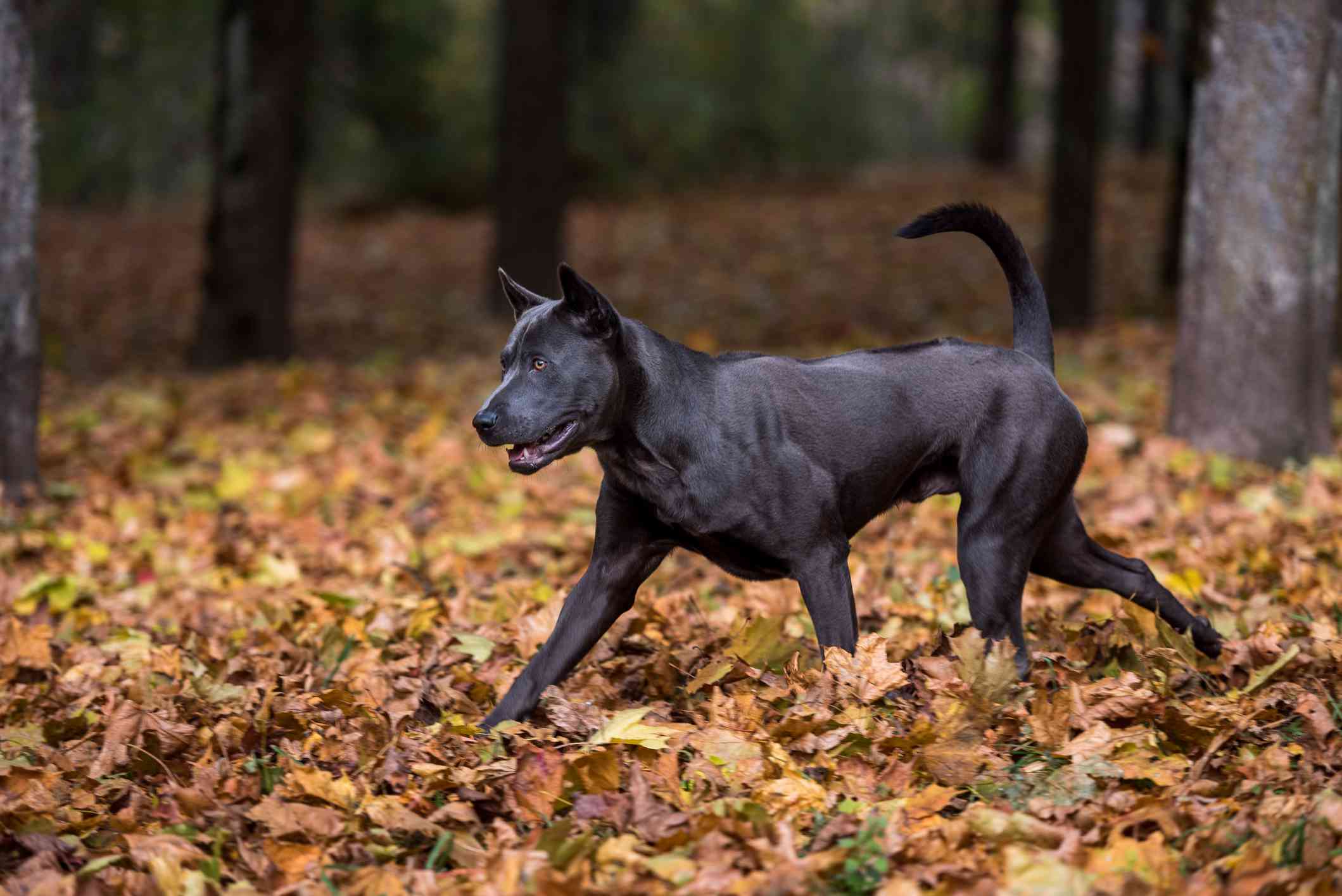 泰国脊背犬在奔跑。