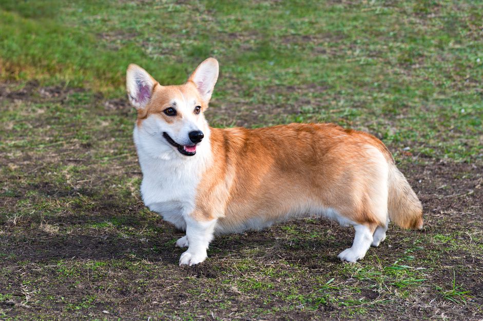 cardigan welsh corgi